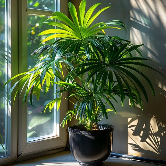 Large low light indoor plants placed in a dimly lit modern office