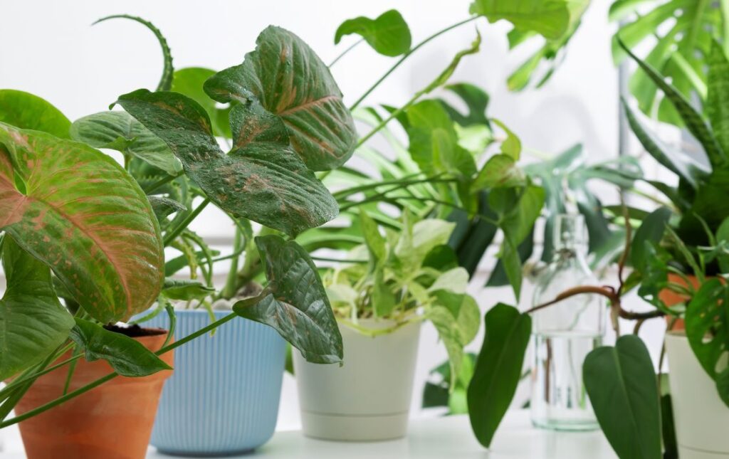 Best Low Light Indoor Plants for dark bathrooms