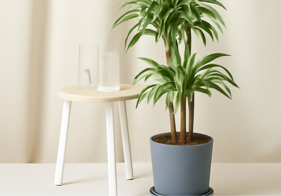 Tall indoor plants low light bathroom design with Cast Iron Plant