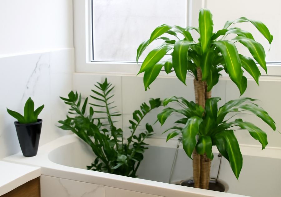 Tall indoor plants low light corner with Rubber Plant and Snake Plant